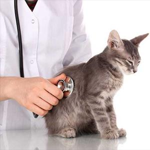 category veterinarnie kliniki